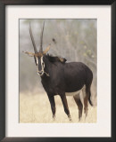 Sable Antelope, Chobe, Botswana Print by Tony Heald