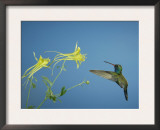 Broad Billed Hummingbird, Male Feeding on Longspur Columbine Flower, Arizona, USA Prints by Rolf Nussbaumer
