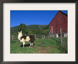 Domestic Llama, on Farm, Vermont, USA Prints by Lynn M. Stone