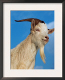 Domestic Goat Head Portrait, Europe Posters by  Reinhard