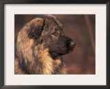 Owatcha Face Portrait (Malamute and Wolf Mix) Prints by Adriano Bacchella