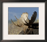 Moose (Alces Alces) Bull, Grand Teton National Park, Wyoming, USA Poster by Rolf Nussbaumer