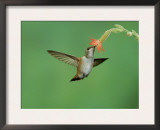 Rufous Hummingbird, Immature Feeding on Scarlet Gilia Paradise, Chiricahua Mountains, Arizona, USA Poster by Rolf Nussbaumer