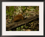 Southern Coati, Amazonia, Ecuador Posters by Pete Oxford