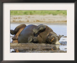Black Rhinoceros, Wallowing and Rolling in Mud, Etosha National Park, Namibia Prints by Tony Heald