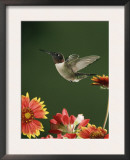 Ruby Throated Hummingbird, Male Flying, Texas, USA Prints by Rolf Nussbaumer