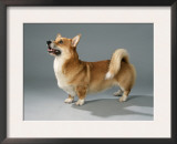 Welsh Corgi Pembroke Art by Petra Wegner