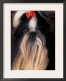 Shih Tzu Portrait with Hair Tied Up Print by Adriano Bacchella