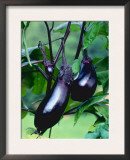 Eggplants / Aubergines (Solanum Melongena) Print by  Reinhard