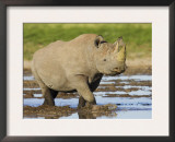 Black Rhinoceros, Walking in Water, Etosha National Park, Namibia Posters by Tony Heald