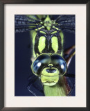 Southern Hawker Dragonfly (Aeshna Cyanea) Male, Close-Up of Eyes, UK Art by Kim Taylor
