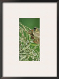 Mexican Treefrog, on Spanish Moss, Texas, USA Print by Rolf Nussbaumer
