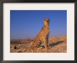 Cheetah, Tsaobis Leopard Park, Namibia Posters by Tony Heald