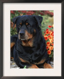 Rottweiler Dog Portrait, Illinois, USA Print by Lynn M. Stone