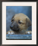Half / Mixed Breed Puppy Print by Adriano Bacchella