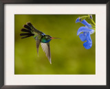 Broad-Billed Hummingbird, Male Feeding on Garden Flowers, USA Art by Dave Watts