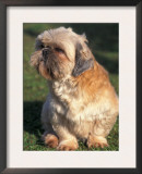 Shih Tzu Puppy Sitting on Grass Prints by Adriano Bacchella