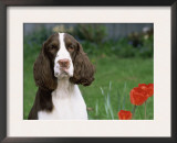 English Springer Spaniel, Illinois, USA Posters by Lynn M. Stone
