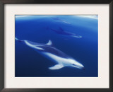 Dusky Dolphins Just Below Surface, False Bay, South Africa Print by Tony Heald
