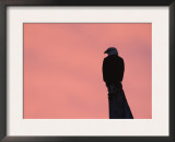 American Bald Eagle Silhouette at Sunrise, Alaska Print by Rolf Nussbaumer