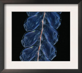 Deep Sea Siphonophore, Hydrozoan Cnidarian, 2503 Ft, Gulf of Maine Posters by David Shale
