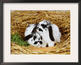 Lop-Eared Rabbits Prints by  Steimer