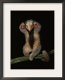 Pygmy / Silky Anteater, South America Art by Pete Oxford