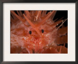 (Neolithodes Sp) a Benthic, Deep Sea Crab., Deep Sea Atlantic Ocean Posters by David Shale