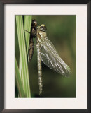 Migrant Hawker Dragonfly Just Emerged from Pupa, Cornwall, UK Prints by Ross Hoddinott
