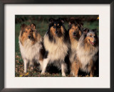 Domestic Dogs, Four Rough Collies Sitting Together Posters by Adriano Bacchella
