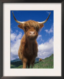 Highland Cattle Bull Portrait, Scotland, UK Art by Niall Benvie