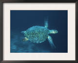 Hawksbill Turtle Swimming, Indo Pacific Prints by Jurgen Freund
