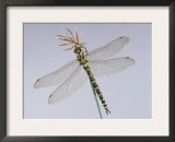 Southern Hawker Dragonfly (Aeshna Cyanea) Female, UK Posters by Kim Taylor
