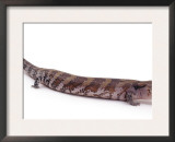 Blue Tongued Skink, Portrait Posters by Jane Burton