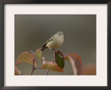 Ruby Crowned Kinglet, Adult in Black Hawthorn, Grand Teton National Park, Wyoming, USA Posters by Rolf Nussbaumer