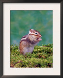 Siberian Chipmunk Print by  Steimer