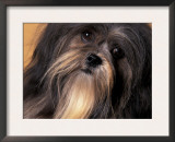 Lhasa Apso Face Portrait Poster by Adriano Bacchella