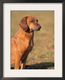 Tyrolean Bloodhound Portrait Prints by Adriano Bacchella
