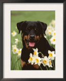 Rottweiler Dog Amongst Daffodils, USA Posters by Lynn M. Stone