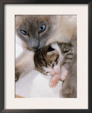 Domestic Cat, Cross Bred Tabby Kitten with Siamese Mother Art by Jane Burton