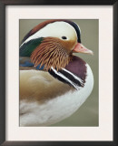 Mandarin Duck, Close up of Male Head, USA Print by John Cancalosi