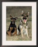 German Shepherd and Mixed Breed Dogs Prints by Petra Wegner
