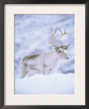 Reindeer Stag in Winter Snow (Rangifer Tarandus) from Domesticated Herd, Scotland, UK Prints by Niall Benvie