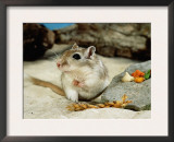Gerbils at Play Prints by  Steimer