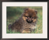 Pomeranian Puppy on Grass Art by Adriano Bacchella