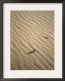 Beetle Leaves Tracks in Sand, Morocco Prints by Michael Brown