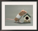 Domestic Mouse Art by De Meester