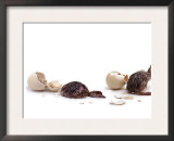 Sequence Showing an Ostrich {Struthio Camelus) Hatching Art by Jane Burton