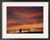 Cardon Cactus and Palm Tree Silhouette at Sunset, Baja California, Mexico Posters by Jurgen Freund