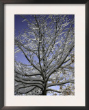 A Tree Covered with Snow, Boulder Prints by Dörte Pietron